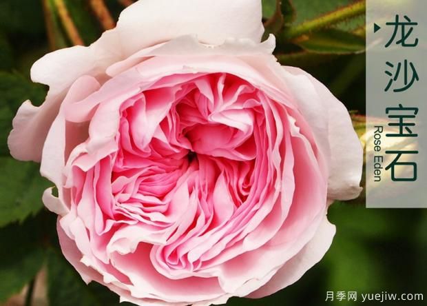 想讓月季長(zhǎng)得好 這些細(xì)節(jié)不能少(圖1)