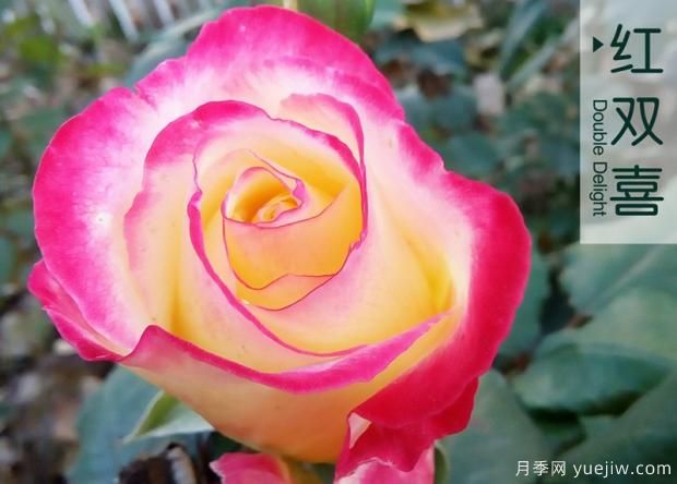 為什么月季老根便宜？月季花根怎么種植？(圖1)