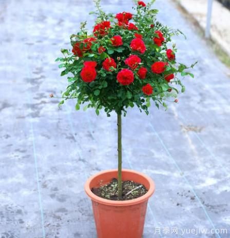 養(yǎng)花小白如何變大神？不可錯失的月季種植入門攻略（光照篇）(圖2)