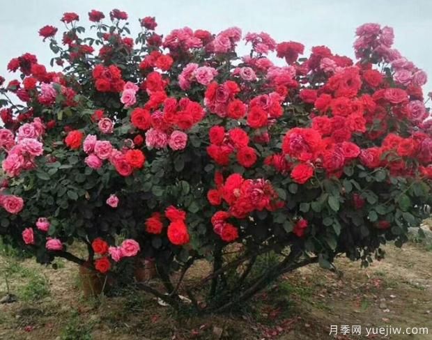 月季界的新寵——樹(shù)狀月季，好養(yǎng)又好看！(圖3)