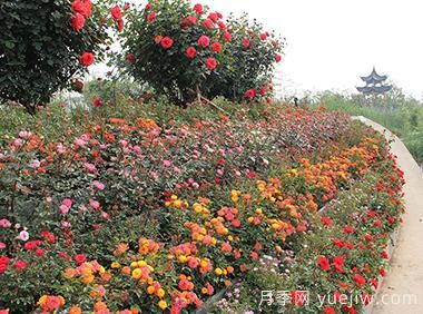 大花月季育殖新竅門?。?圖1)
