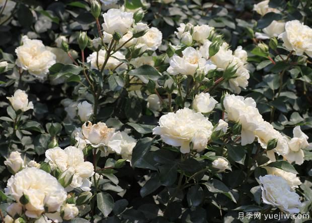 這五種月季，有沒(méi)有抓住你的眼睛？(圖1)