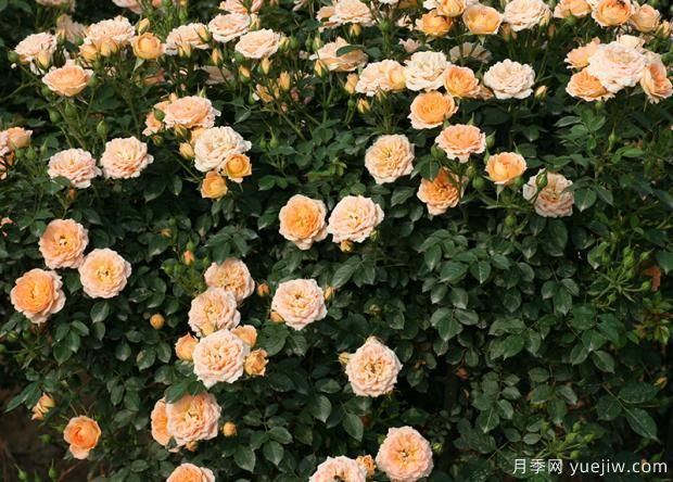 薔薇、月季、玫瑰你真的能分清它們的區(qū)別？(圖1)