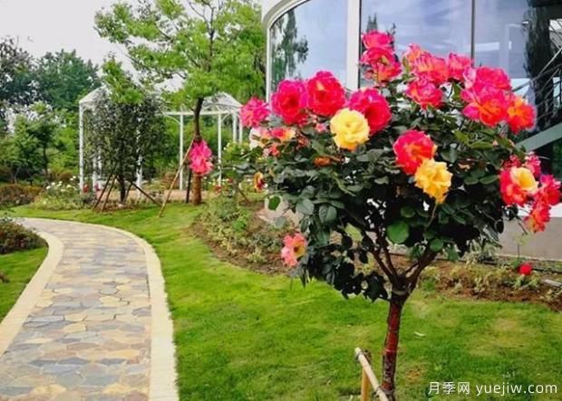 想買(mǎi)到好的月季小苗，可留意從三個(gè)方面選擇！(圖1)