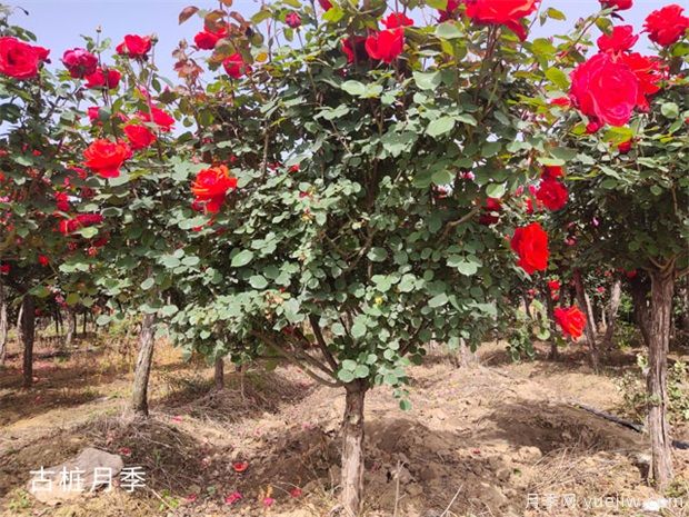 把花養(yǎng)成“月季樹”的訣竅教學(xué)！??！(圖1)