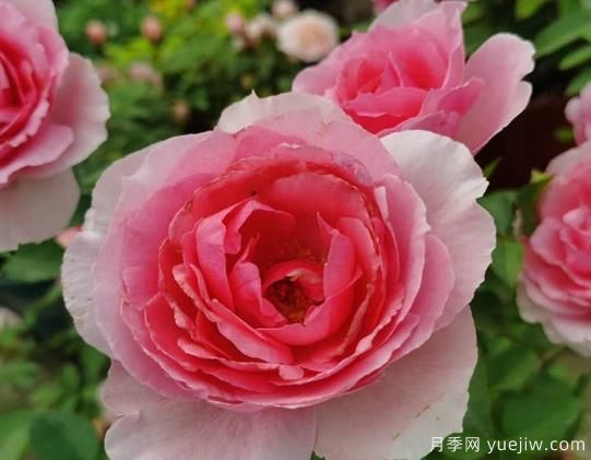 旋轉(zhuǎn)香水月季的優(yōu)缺點(diǎn)是什么？(圖1)
