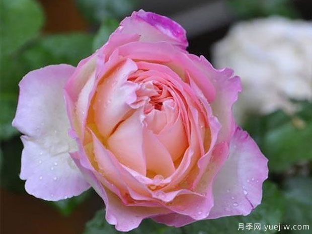 破曉月季養(yǎng)護(hù)方法有哪些？(圖1)