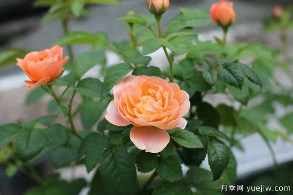南陽說月季之果汁陽臺(tái)(圖2)