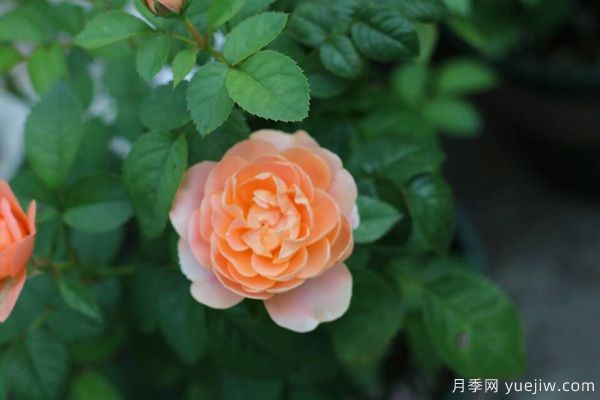 南陽說月季之果汁陽臺(tái)(圖1)