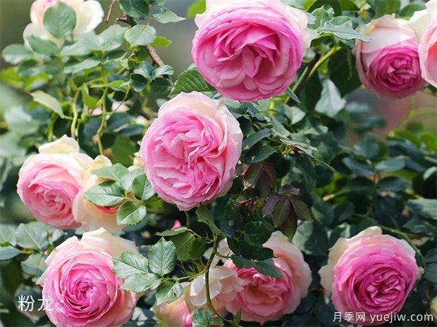 怎樣使月季多開花，常開花(圖1)