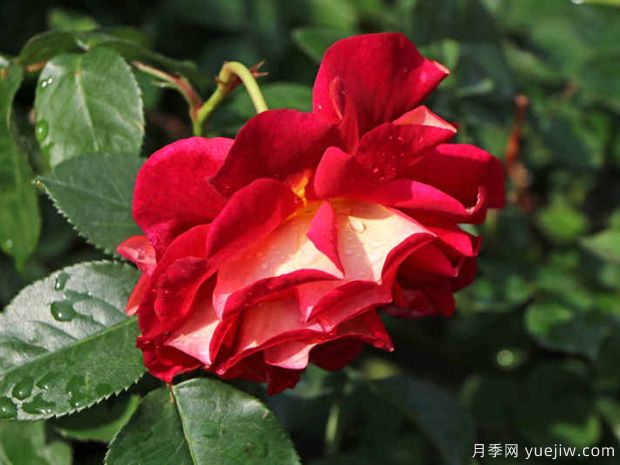 靚麗月季/可愛月季(圖3)
