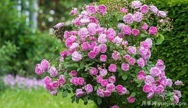 園林種植樹狀月季要怎樣正確施肥？(圖1)