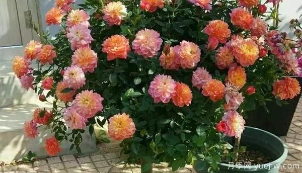 盆栽月季種植中小穴殼花腐病應(yīng)該怎樣防治(圖1) 盆栽月季種植中小穴殼花腐病應(yīng)該怎樣防治(圖1)