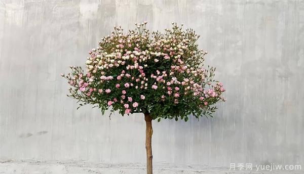 為防止病蟲危害，月季花的花后修剪應(yīng)該怎樣修剪？(圖1)