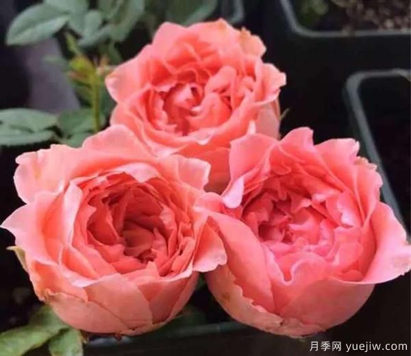 月季花,開(kāi)開(kāi)落落,無(wú)斷有續(xù),將美艷演繹成長(zhǎng)久的絢麗(圖1) 月季花,開(kāi)開(kāi)落落,無(wú)斷有續(xù),將美艷演繹成長(zhǎng)久的絢麗(圖1)