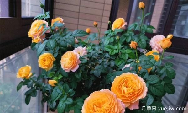 棒棒糖月季嫁接建議采用一些實(shí)生的薔薇，或者是月季來(lái)進(jìn)行操作(圖1)