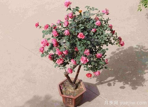 進(jìn)入冬季天氣寒冷,月季都有不同程度霜凍,我們?cè)撊绾窝a(bǔ)救呢?(圖1) 進(jìn)入冬季天氣寒冷,月季都有不同程度霜凍,我們?cè)撊绾窝a(bǔ)救呢?(圖1)