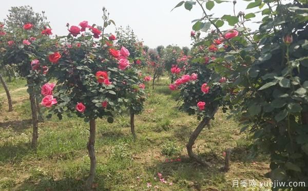 樹狀月季修剪殘花可延長(zhǎng)下一次花期(圖1)