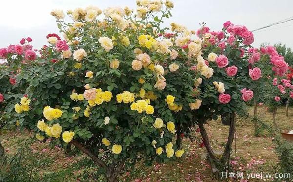 洛陽大花月季的施肥管理，你知道是怎樣的嗎？(圖1)