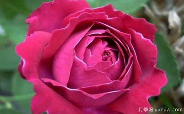 鄧縣盆栽月季種養(yǎng)有什么要了解的呢？(圖1)