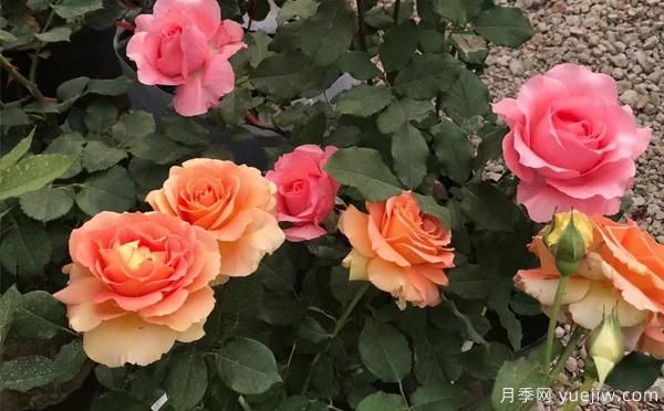 大花月季該怎樣養(yǎng)根呢？一起來了解下吧(圖1)
