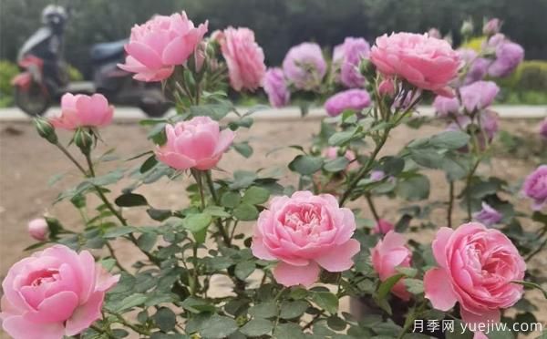 德州樹狀月季一般可以開多少次花？月季基地分享(圖1)