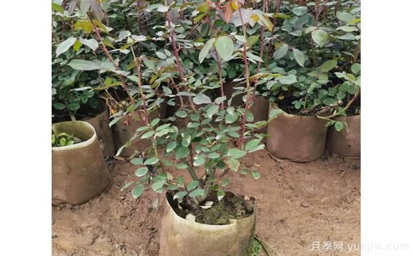 南陽(yáng)大花樹(shù)狀月季在土壤和肥料方面的選擇？(圖1)