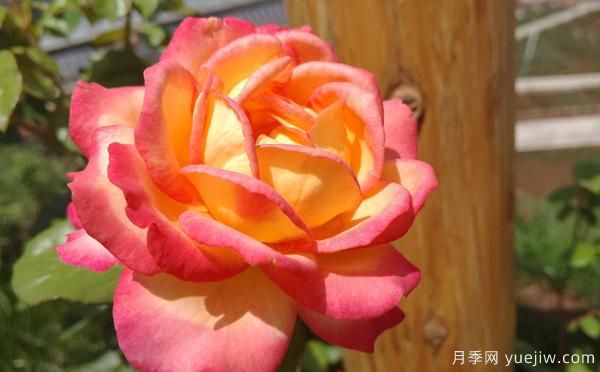 大花月季該怎樣修剪的呢？一起來(lái)看看吧(圖1)