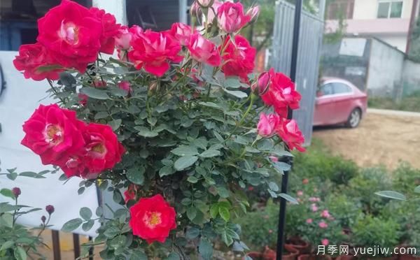 湖北大花月季怎樣管理，才多開花？(圖1)