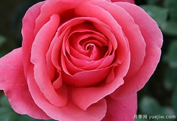 地栽的大花香水月季該怎樣養(yǎng)護(hù)呢？一起看看吧(圖1)