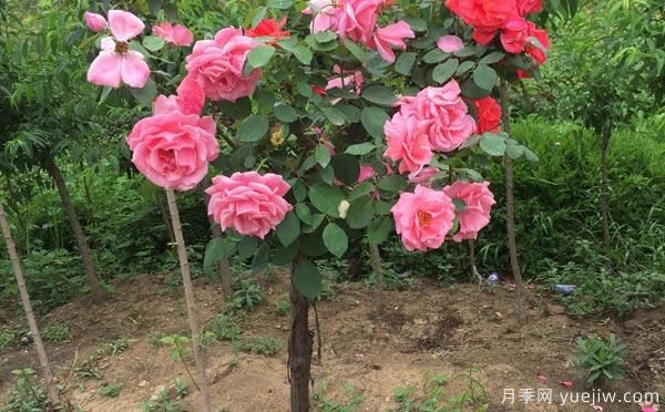 養(yǎng)月季花關于養(yǎng)殖中的注意知識，月季基地來整理(圖1)