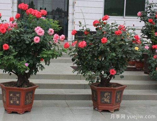家里庭院中種植樹狀月季，注意光照問(wèn)題乃是重中之重(圖1)