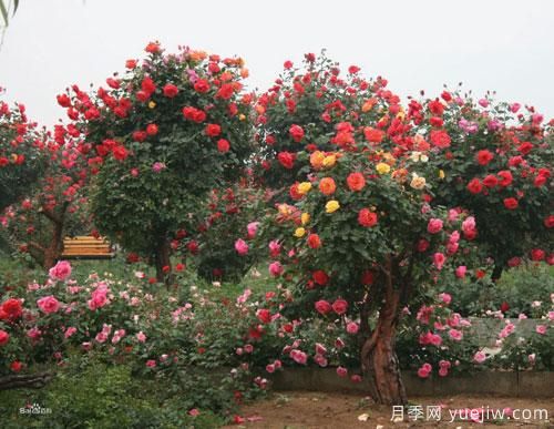 樹狀月季種植基地特意整理樹狀月季的栽培管理事項(xiàng)(圖1)