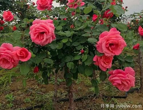 有的樹狀月季價(jià)格堪稱天價(jià)，這些樹狀月季的價(jià)格到底受什么因素影響？(圖1)