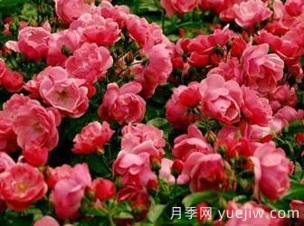 藤本月季你知道怎么養(yǎng)才更漂亮嗎？(圖1)