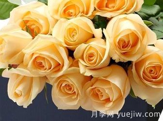 月季基地告訴你切花月季是什么意思呢？什么叫切花月季呢？(圖1)