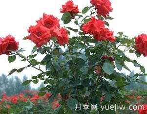 月季的整枝修剪是否得當,直接影響即對衰老該如何修剪呢?(圖1) 月季的整枝修剪是否得當,直接影響即對衰老該如何修剪呢?(圖1)