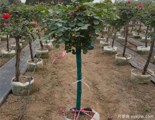樹狀月季的移栽時間、苗木處理和養(yǎng)護辦法！(圖1)