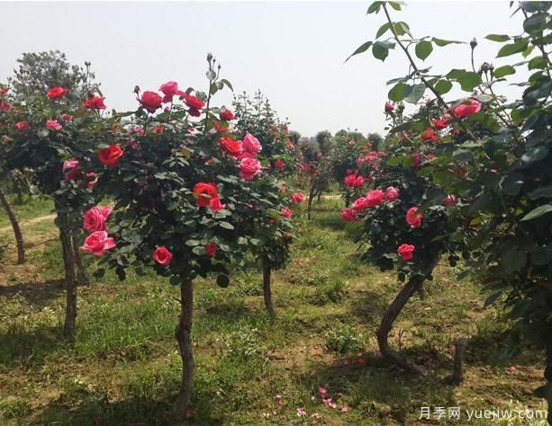 怎樣能夠讓你的樹狀月季開花多呢？(圖1)