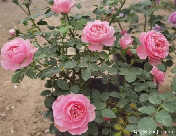 挑選盆栽月季花，有哪些小技巧呢？(圖1)
