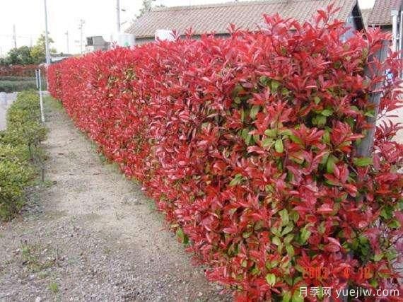 如何種植紅葉石楠？紅葉石楠種植技術(shù)(圖1)