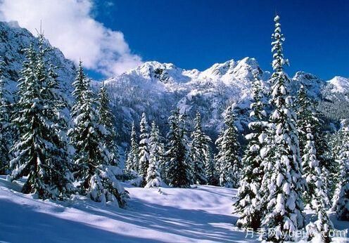 雪松的耐寒能力怎么樣？容易凍傷嗎？(圖1)
