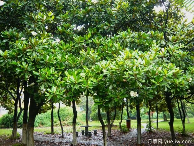 如何提高大廣玉蘭移植成活率？(圖1)