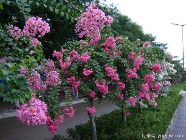 紫薇樹什么時候移栽比較好？***佳時間(圖1)