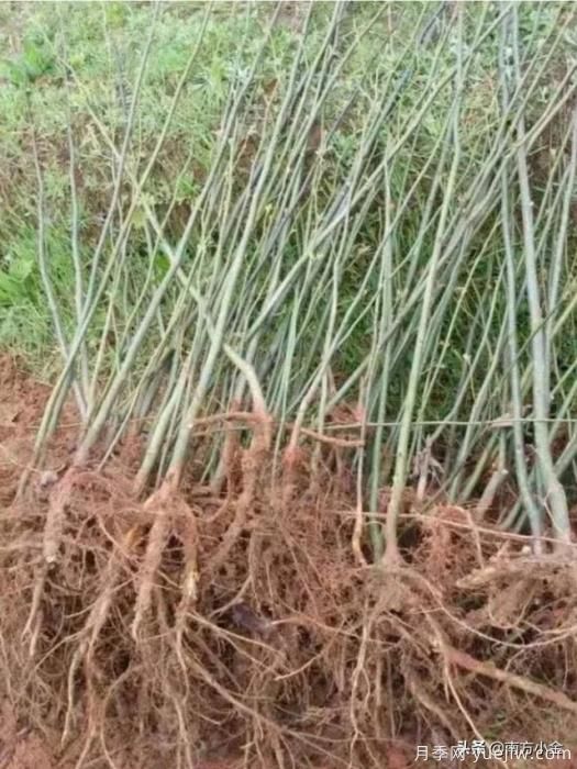 公園一般種植什么綠化樹(shù)木？(圖2)