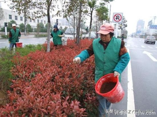綠化養(yǎng)護春季的工作重點是什么？(圖3)