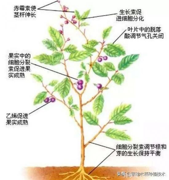 常見的花卉生長調(diào)節(jié)劑都有哪些？它們都起什么作用？(圖7)