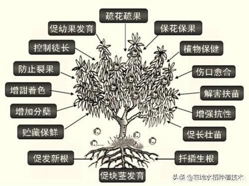 常見的花卉生長調(diào)節(jié)劑都有哪些？它們都起什么作用？(圖6)