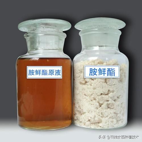 常見的花卉生長調(diào)節(jié)劑都有哪些？它們都起什么作用？(圖8)