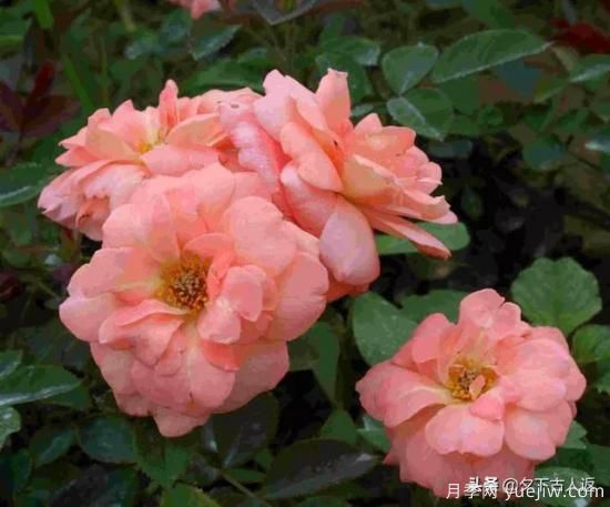 大花濃香抗病豐花月季品種？(圖1)